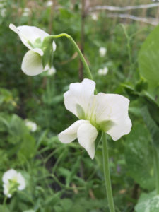 5月の純白のフリル