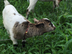 おかあさんのマネをして