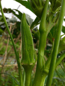 さかさまじゃあありません