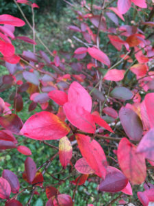 ブルーベリーの葉っぱ、なに色？