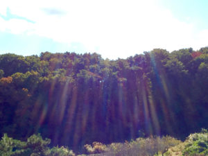 光ふりそそぐ秋