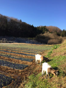 茶色の葉っぱもすき